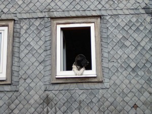 Hund am Fenster